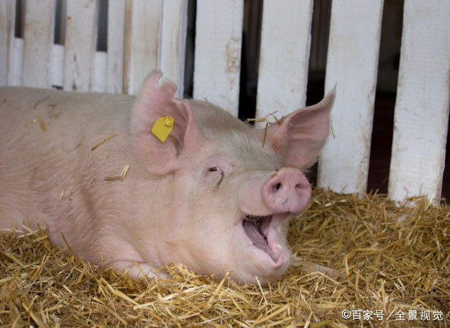 母猪- 热门商品专区